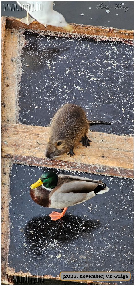 2023.11-Cz-Praga-309.jpg