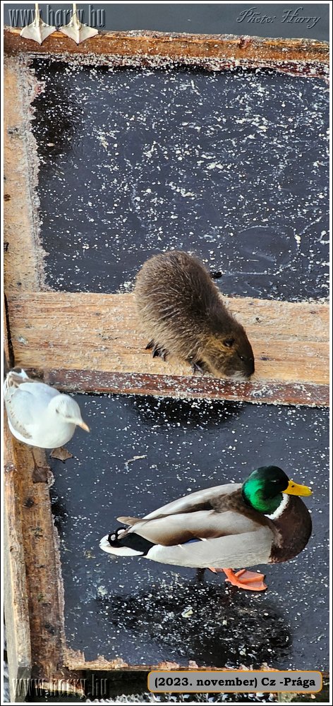 2023.11-Cz-Praga-312.jpg