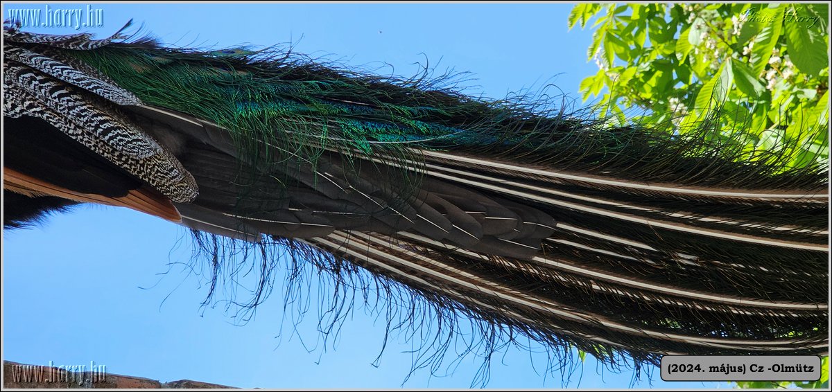 2024.05-Cz-Olmutz-110.jpg